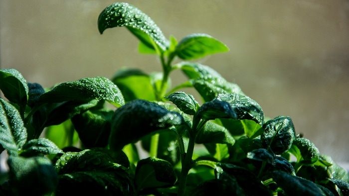 how to store basil - freeze