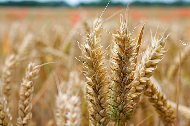 nietolerancja glutenu