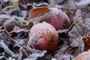 how to store apples - freezer